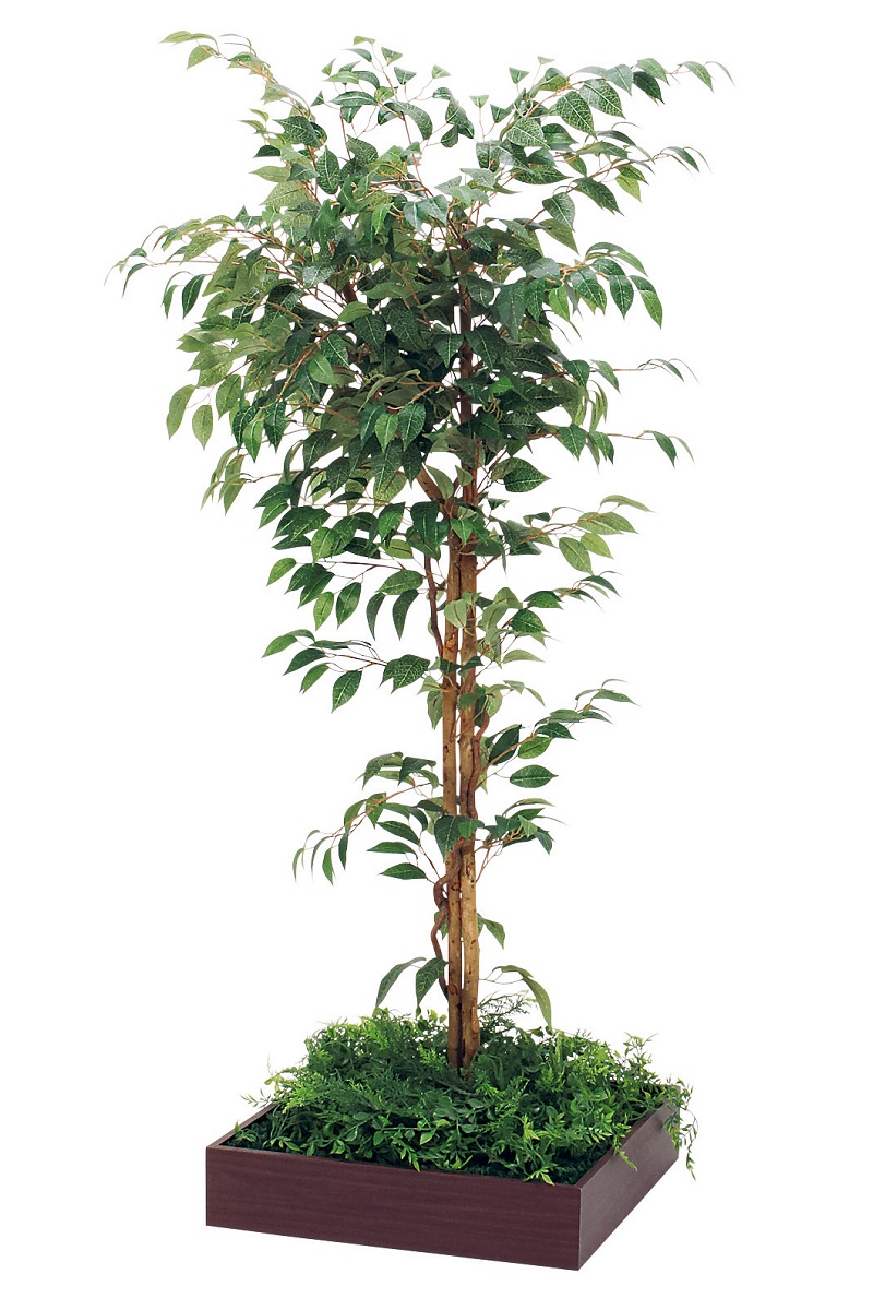 green plant☆様ご依頼用 組み合わせプランター GR5083 フィカスベンジャミン H1600 ｜人工観葉