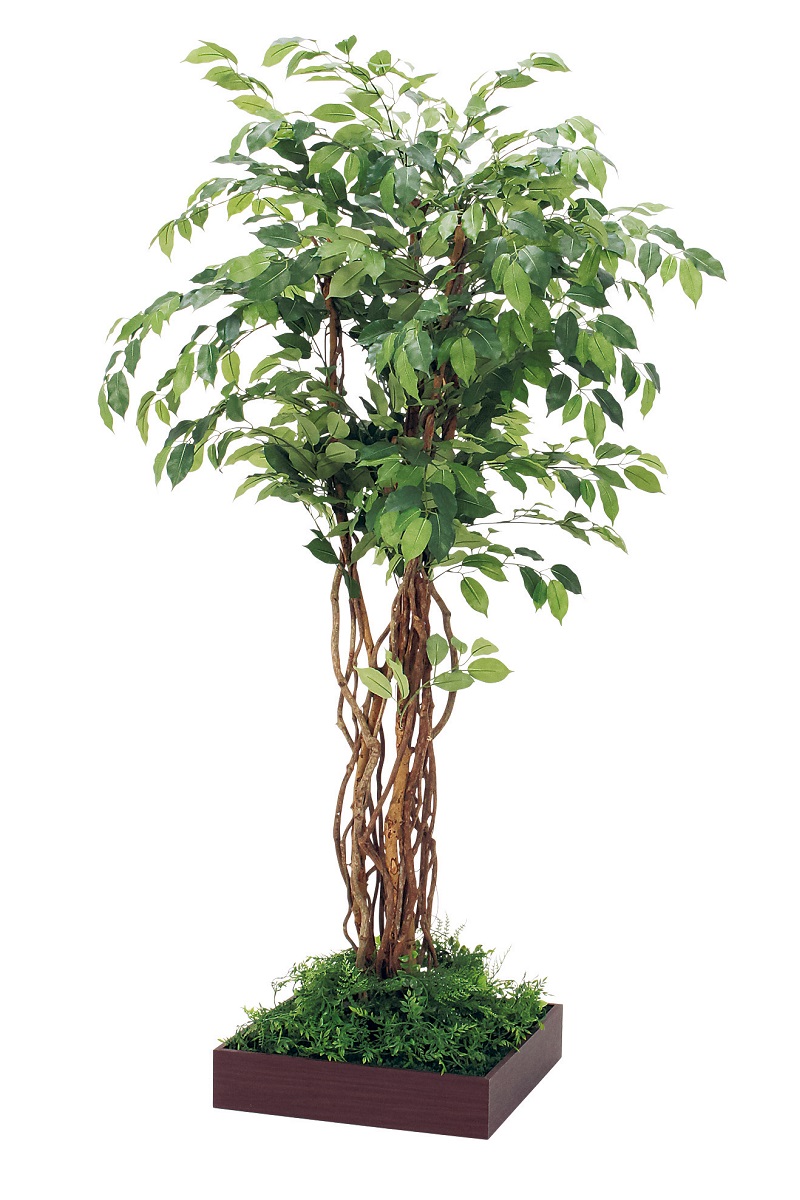 組み合わせプランター GR5084 フィカスベンジャミン H1800｜人工観葉