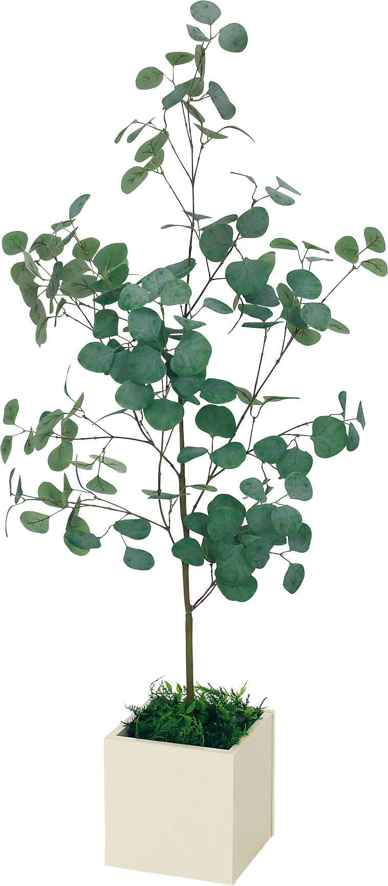 ボックスプランター GR5087 ユーカリ H1200｜人工観葉植物 樹木