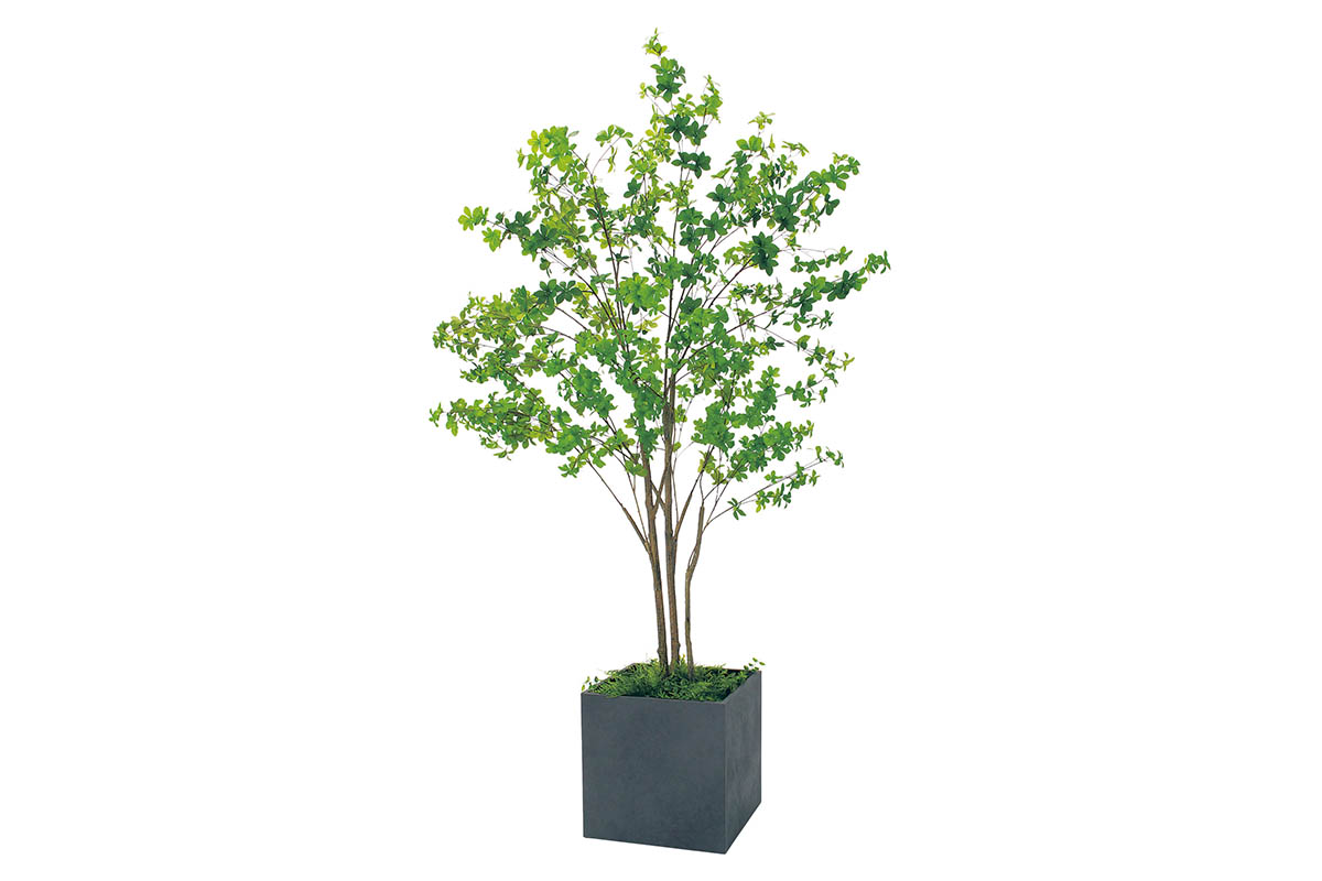 ツリー　樹木　天然木　きはだ ハワイのシンボル的な木「バニヤンツリー／Banyan Tree」とは